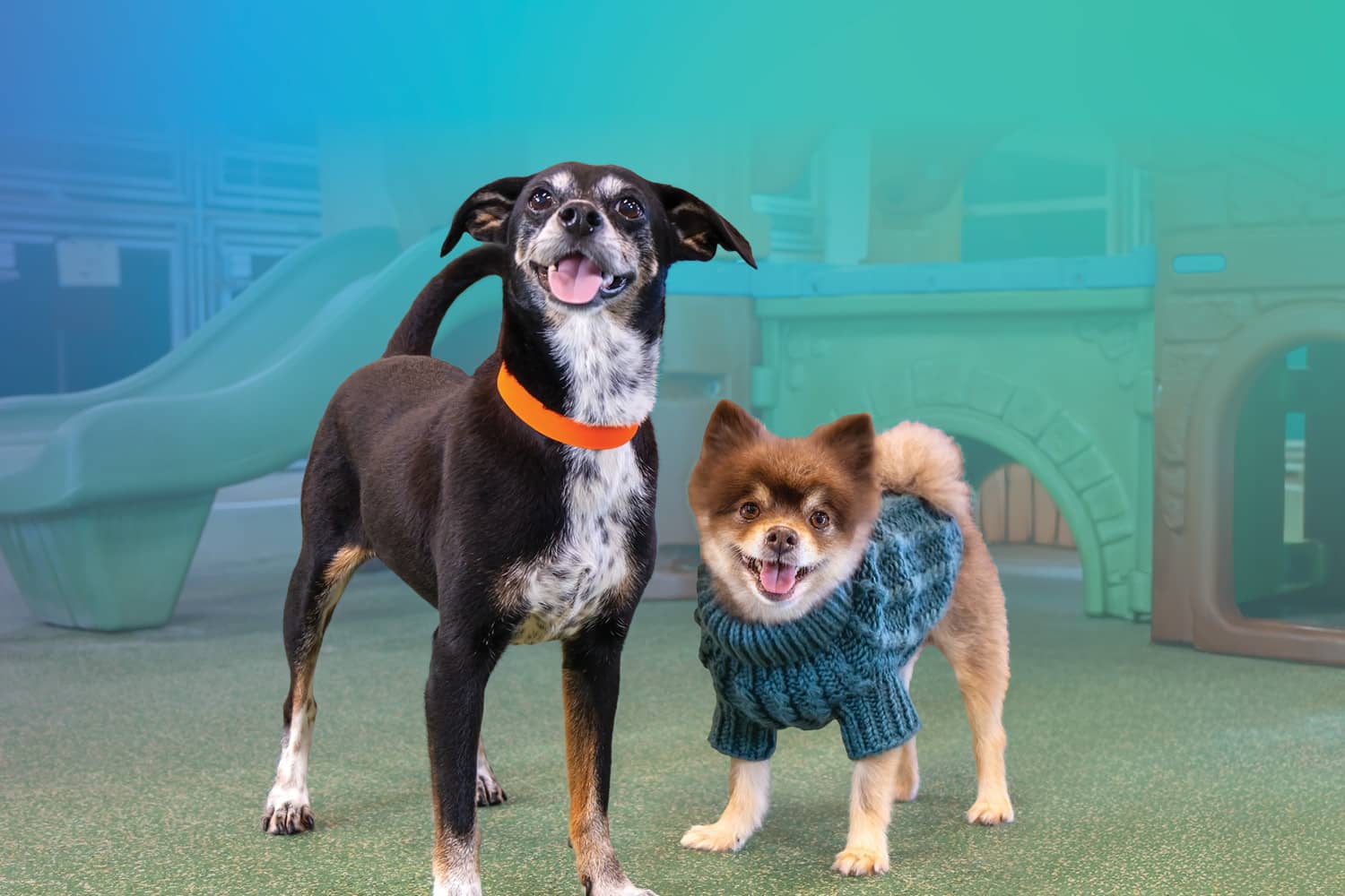 Pet Paradise Pet Mysteries