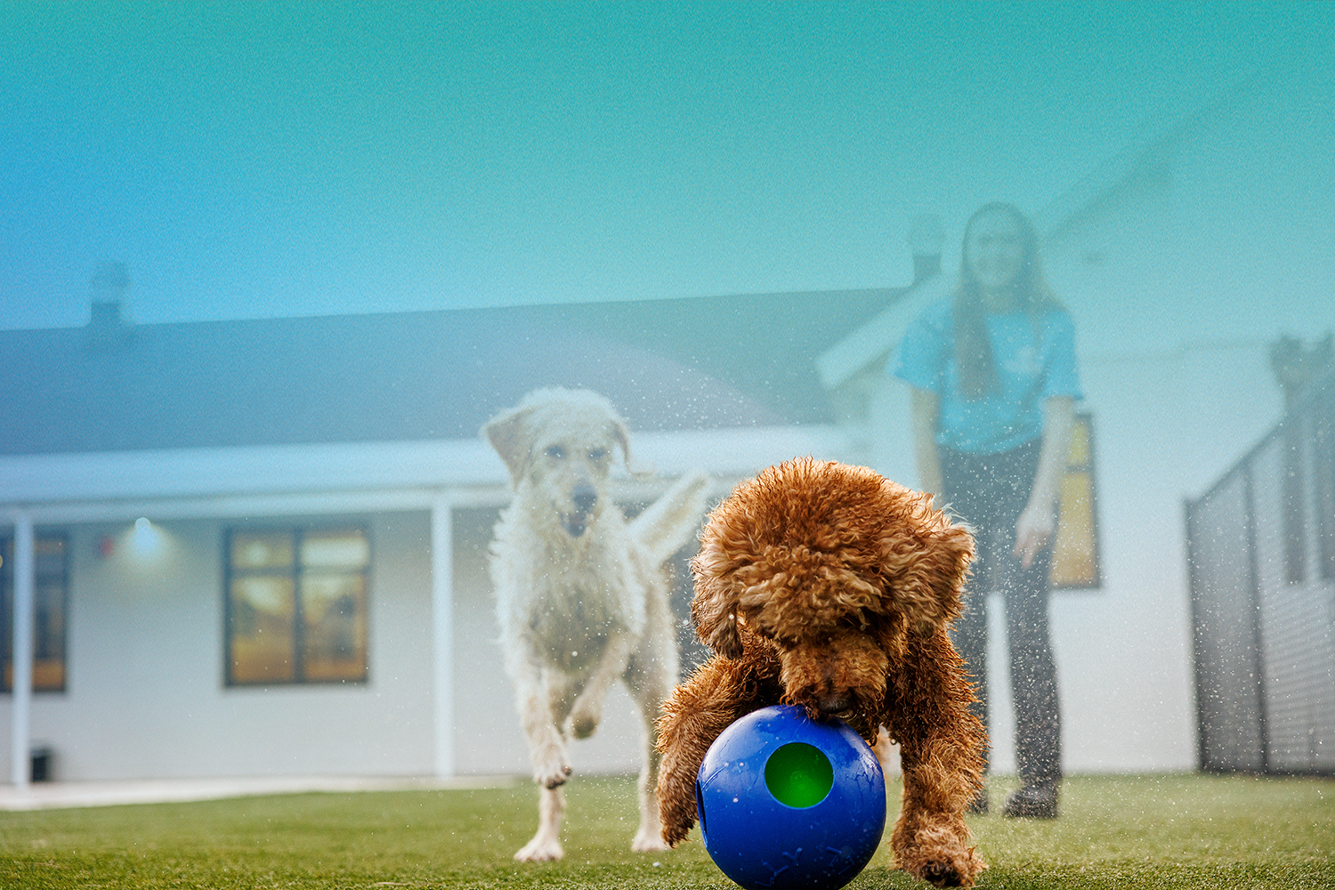 Safe Clean Doggy Day Care Pet Paradise