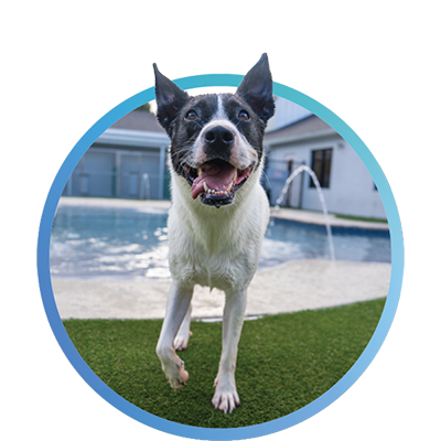 a dog at day care next to the pool