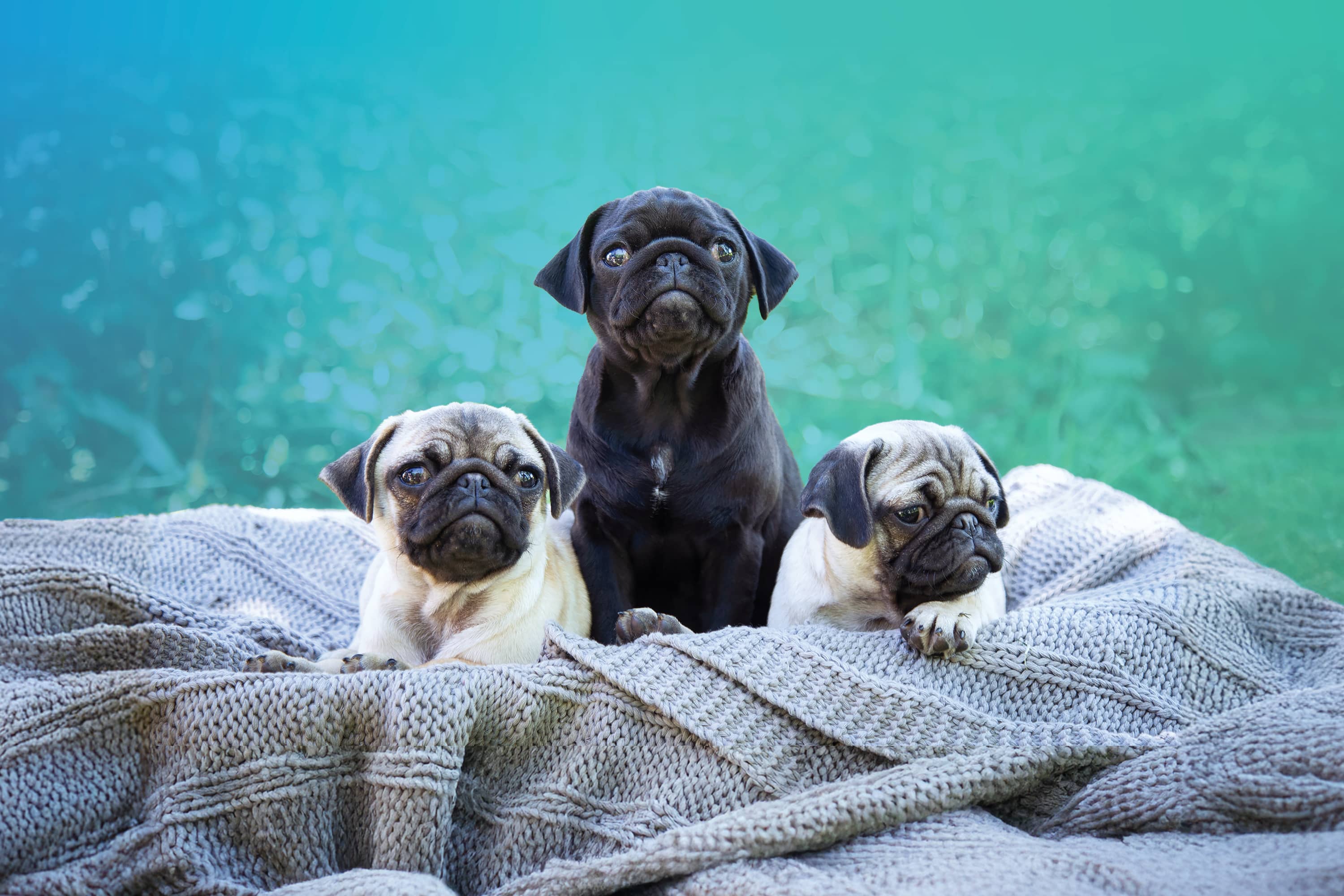 Brachycephalic Breeds
