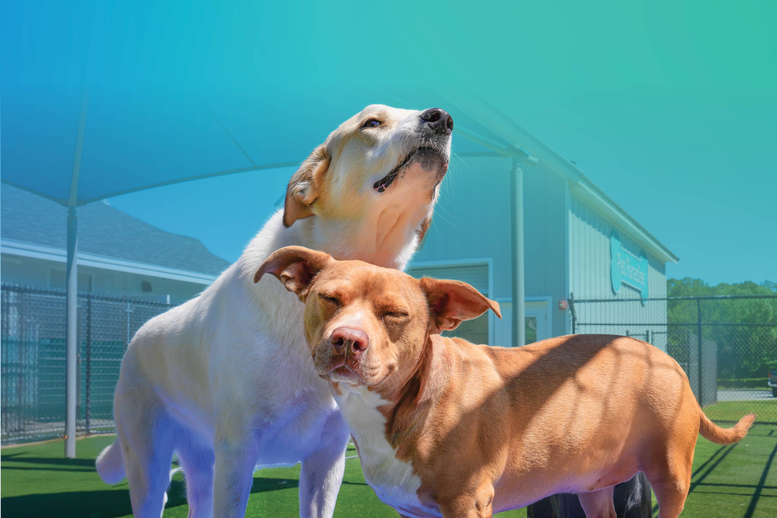 Pet Paradise Guide to Vaccines