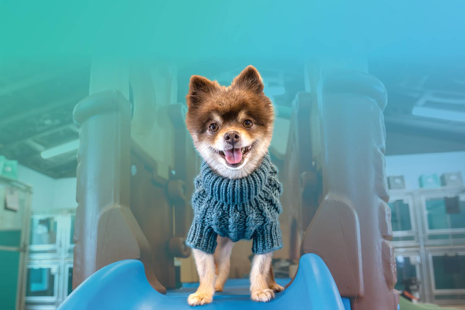 Flu Fighters: Stop Canine Influenza in its Tracks 