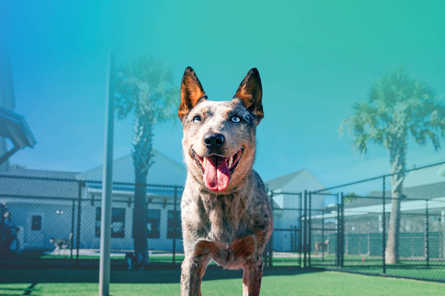 Boost Your Dog’s Brain 
