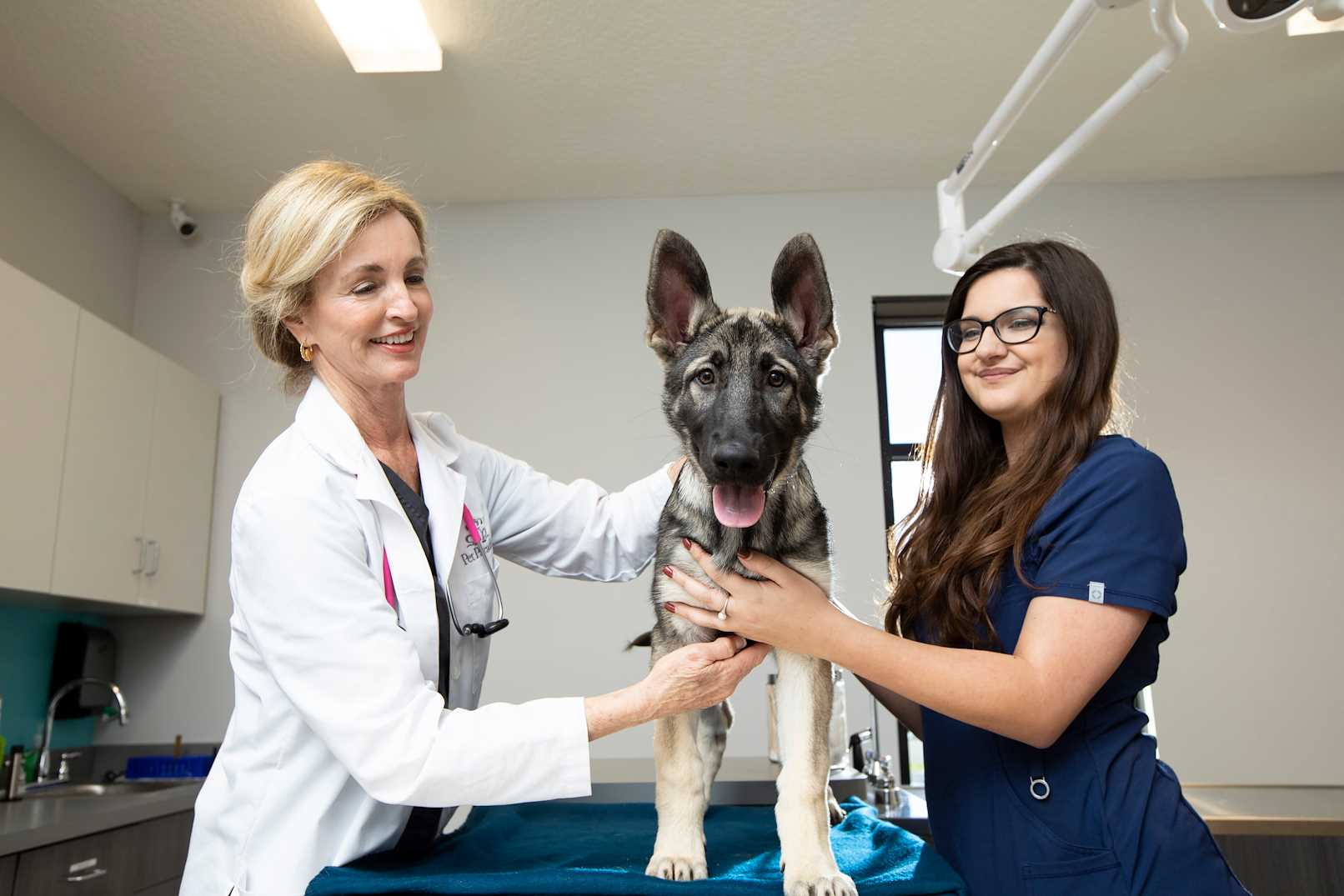 Gainesville Pet Boarding Pet Paradise