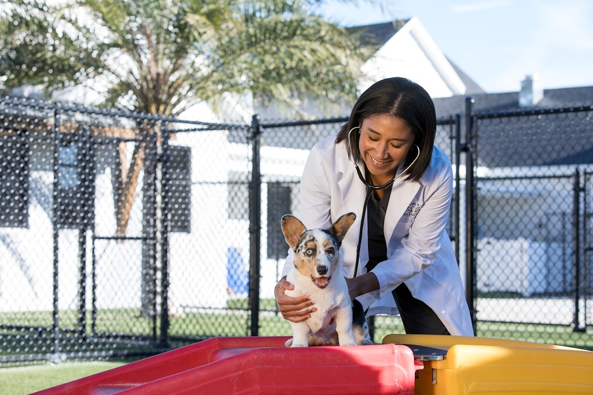 Oakleaf Pet Boarding Pet Paradise