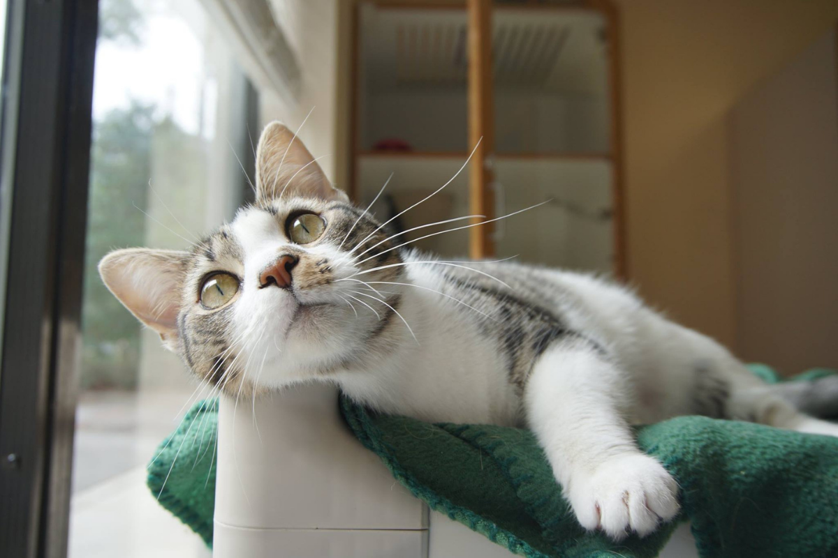 cat laying on cat tower