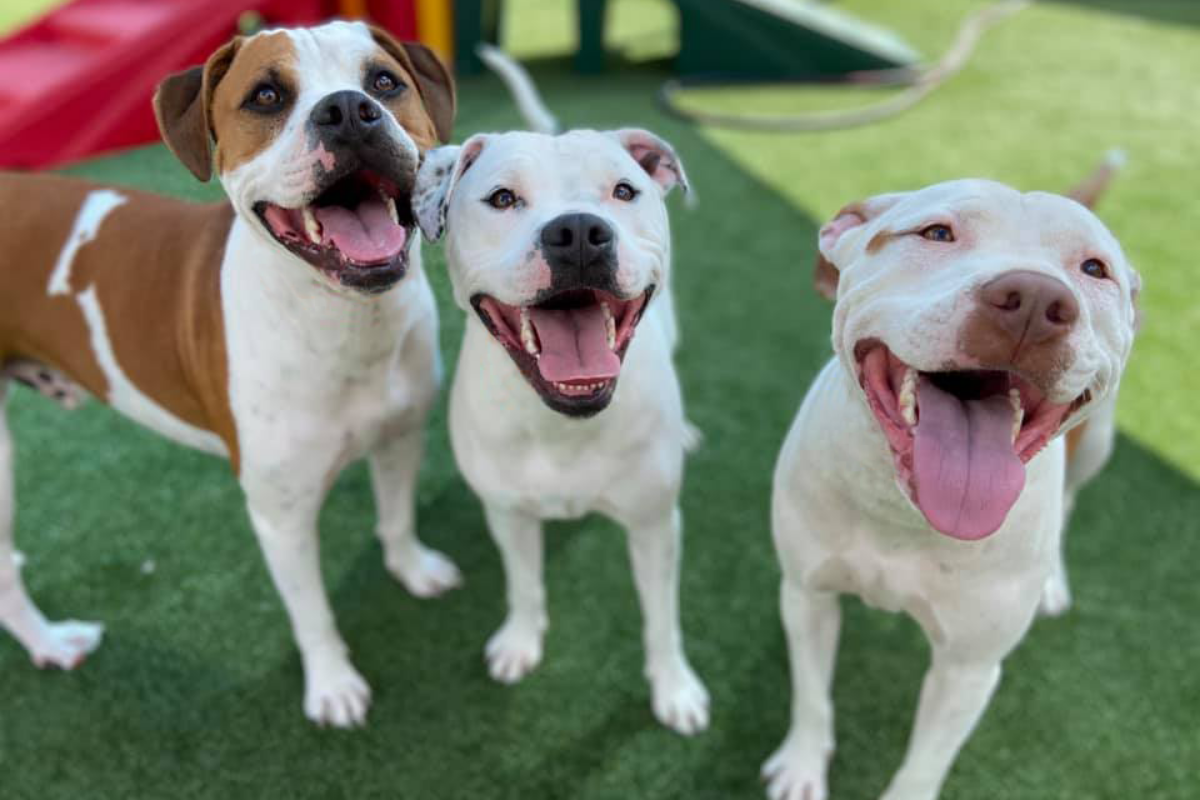 three pitbulls in a play yard