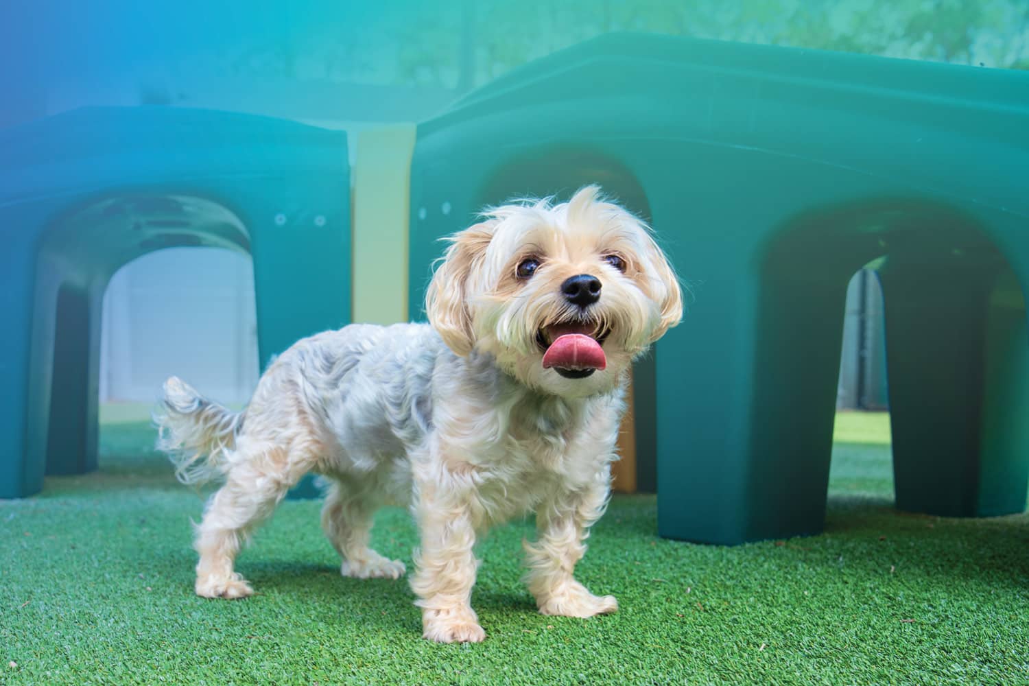 Pet Paradise Dog Boarding