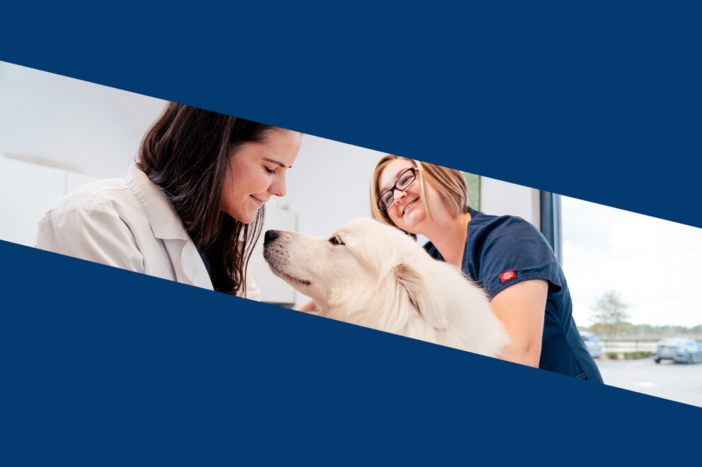 Pet Paradise Jacksonville Airport