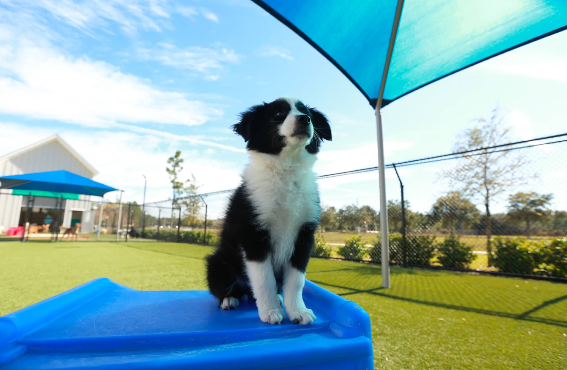 a dog sitting on a blue plastic box