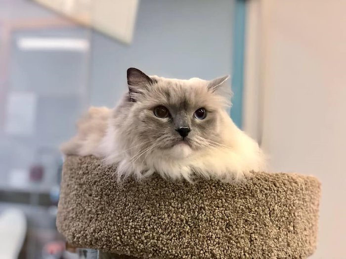 Pet Paradise Jacksonville Airport