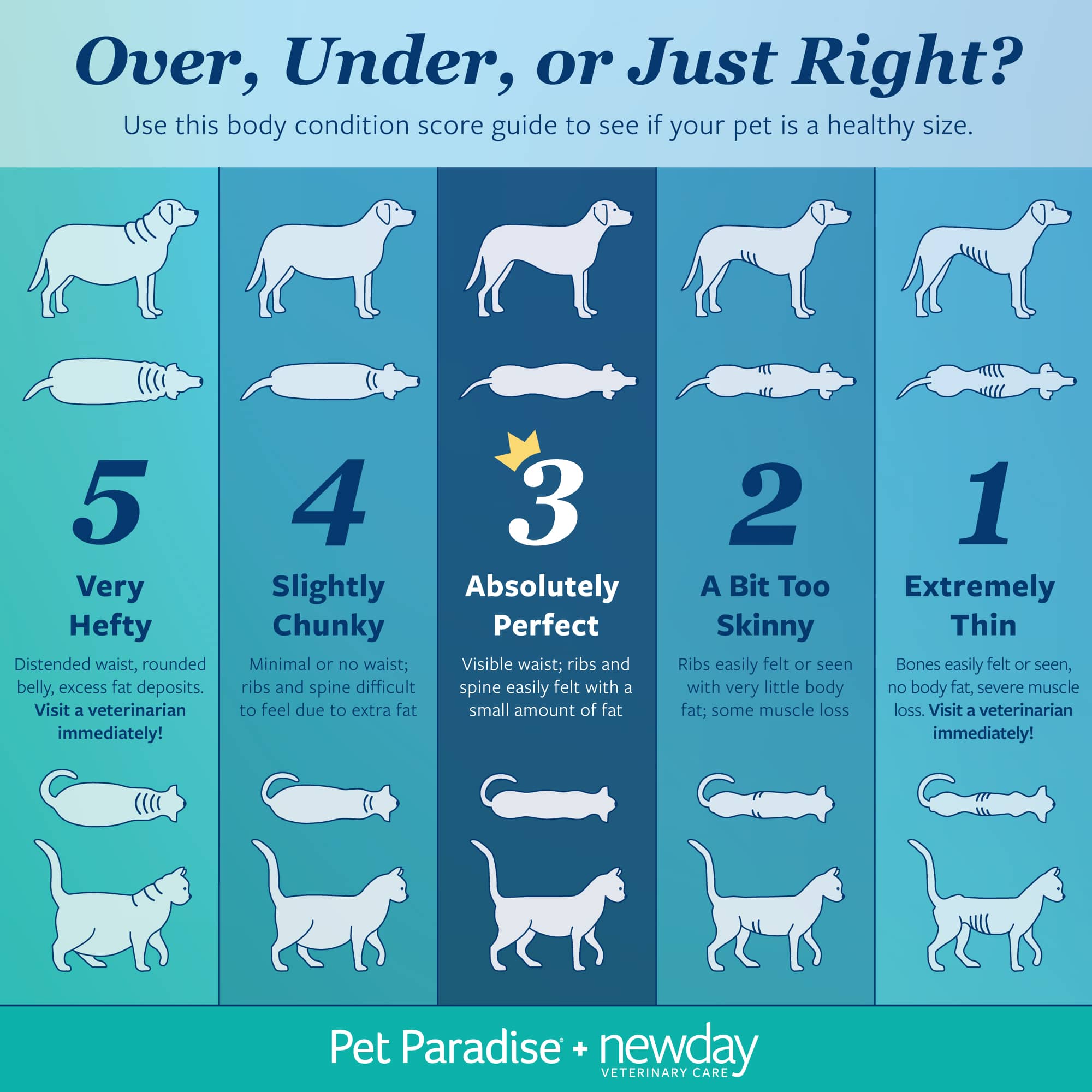 a chart of different types of animals