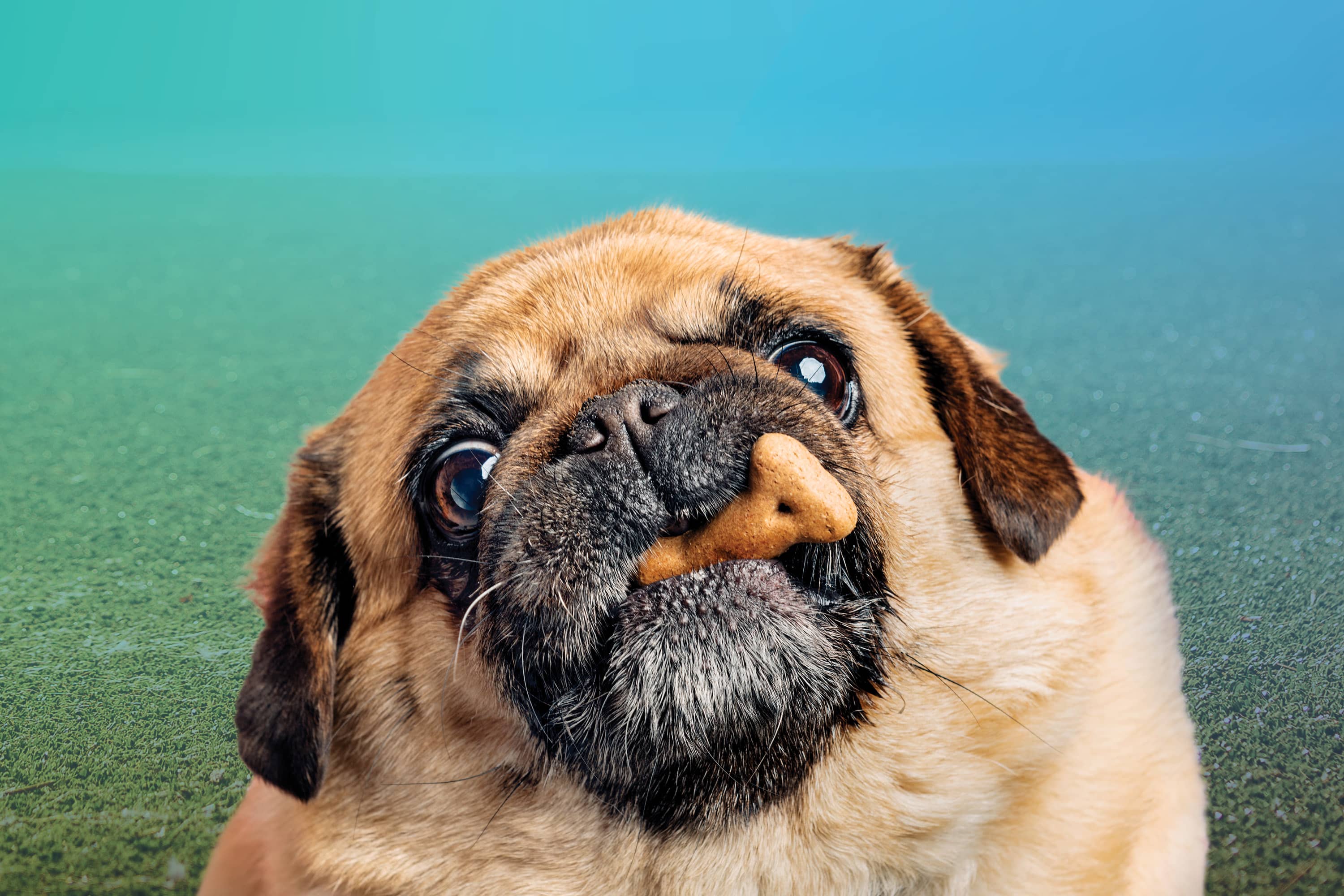 Pet Paradise Pet Weight