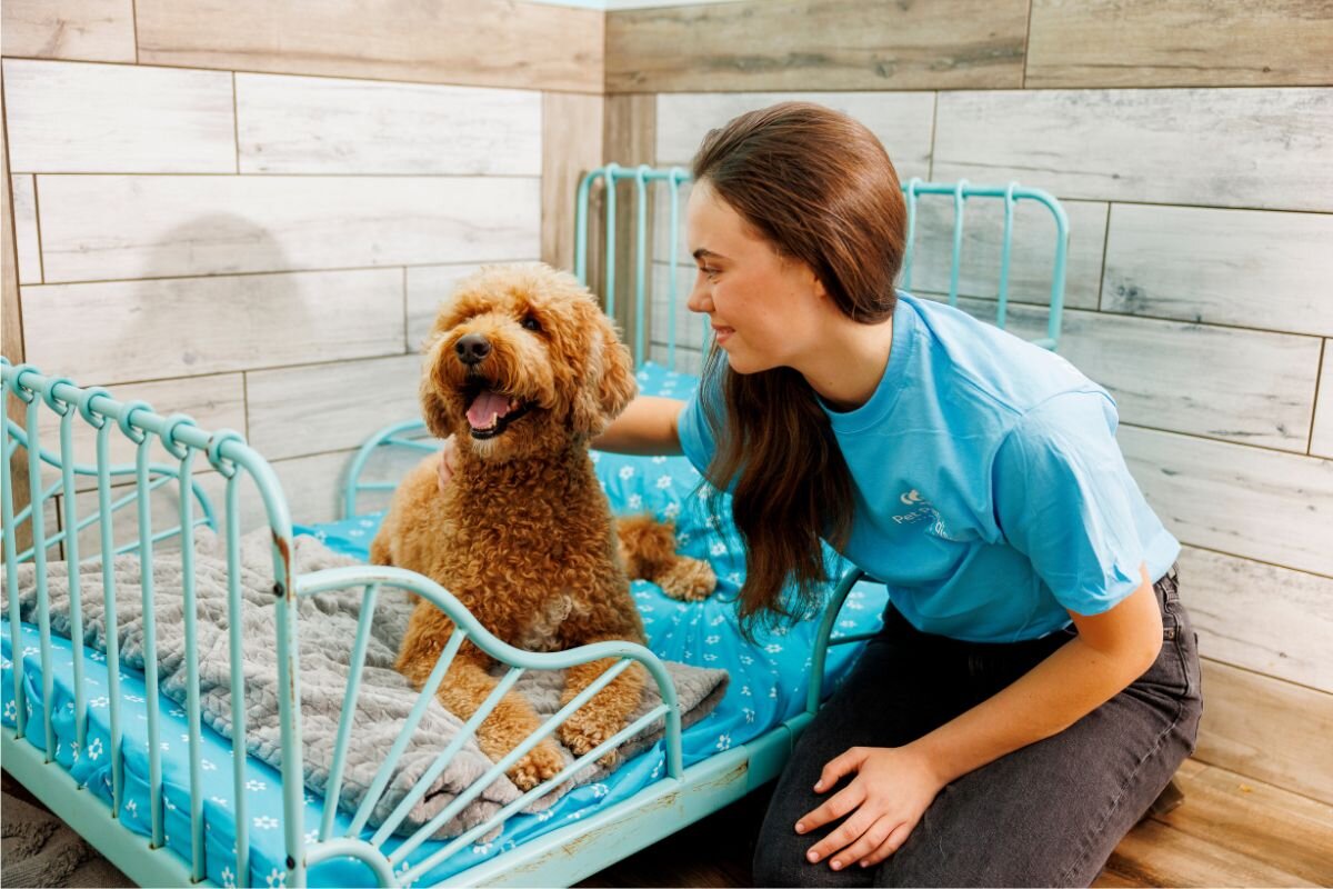 cho chó đi dạo khi gửi khách sạn