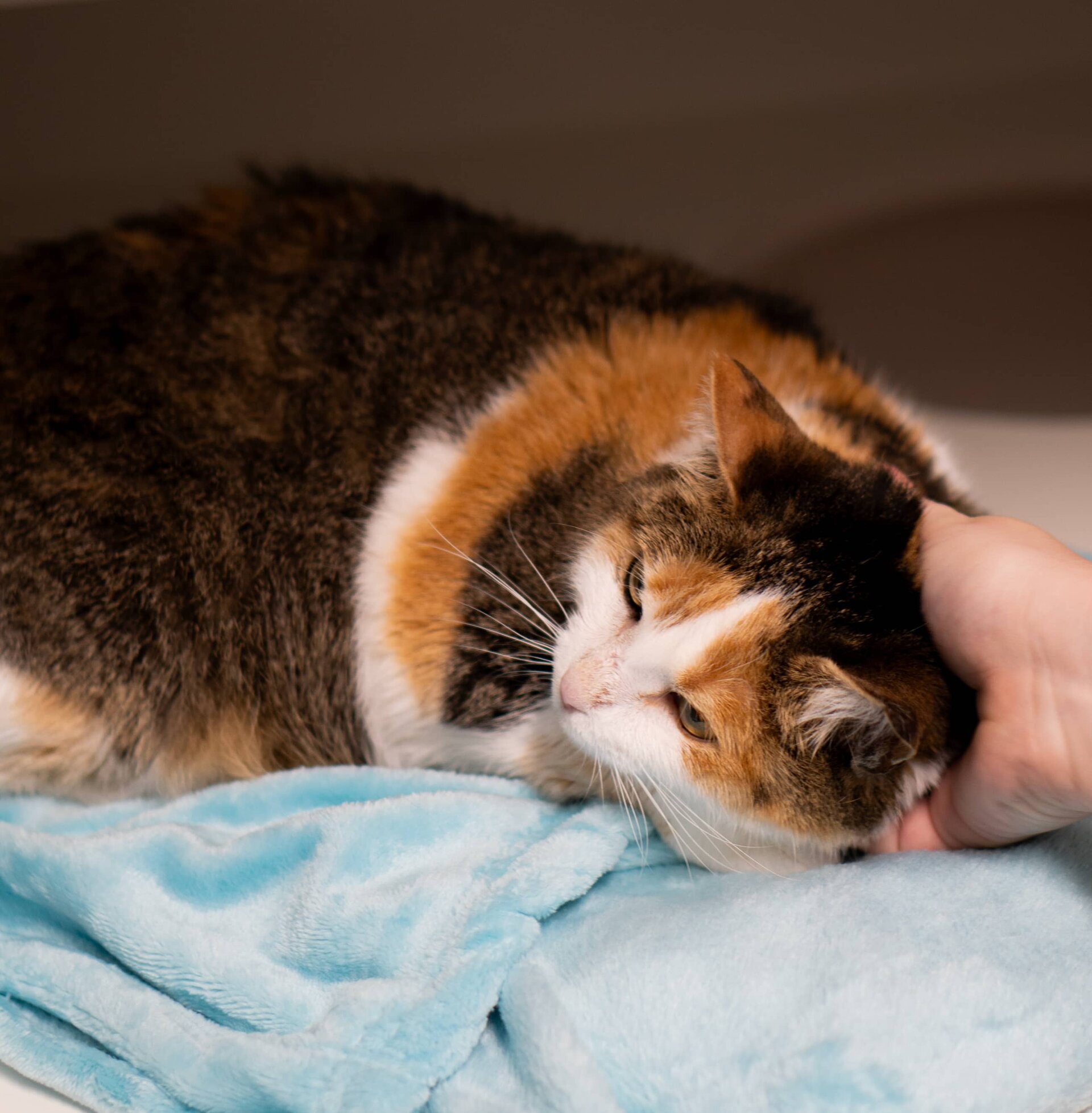 Jacksonville-University Blvd Pet Boarding and Day Camp Pet