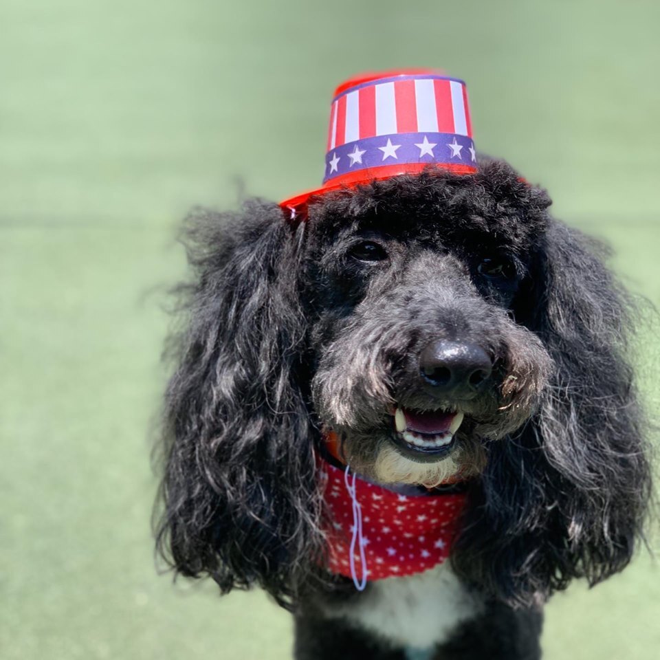 Dog in patriotic hat