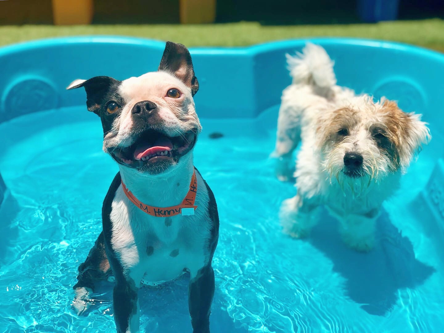 Paw Beach Pet Resort Wilmington North Carolina PetsWall