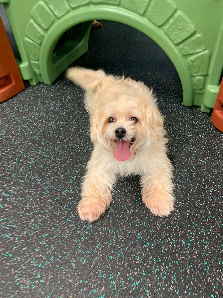 Orlando Airport Pet Boarding Pet Paradise