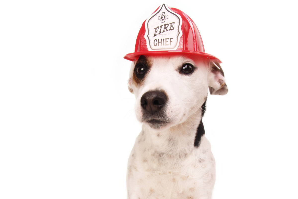 dog in fire hat