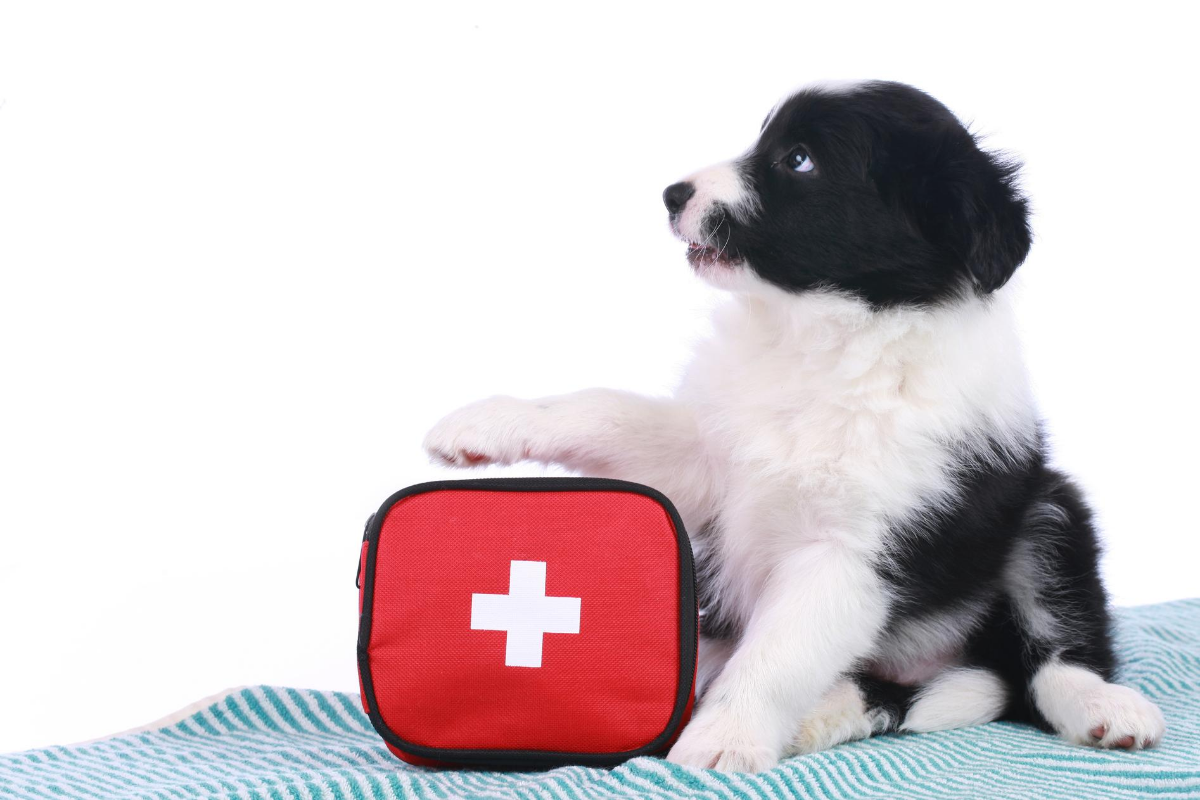 Pet Emergency Preparedness Kit