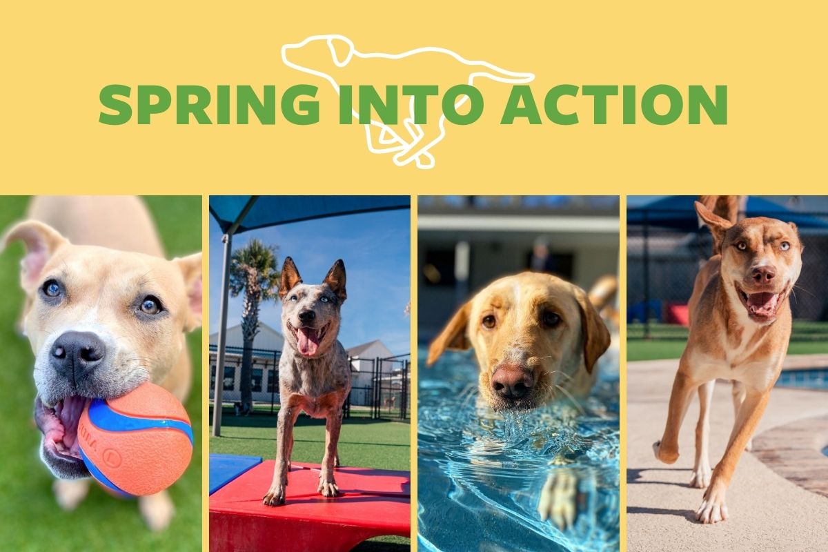 Spring into Action for Canine Fitness Month