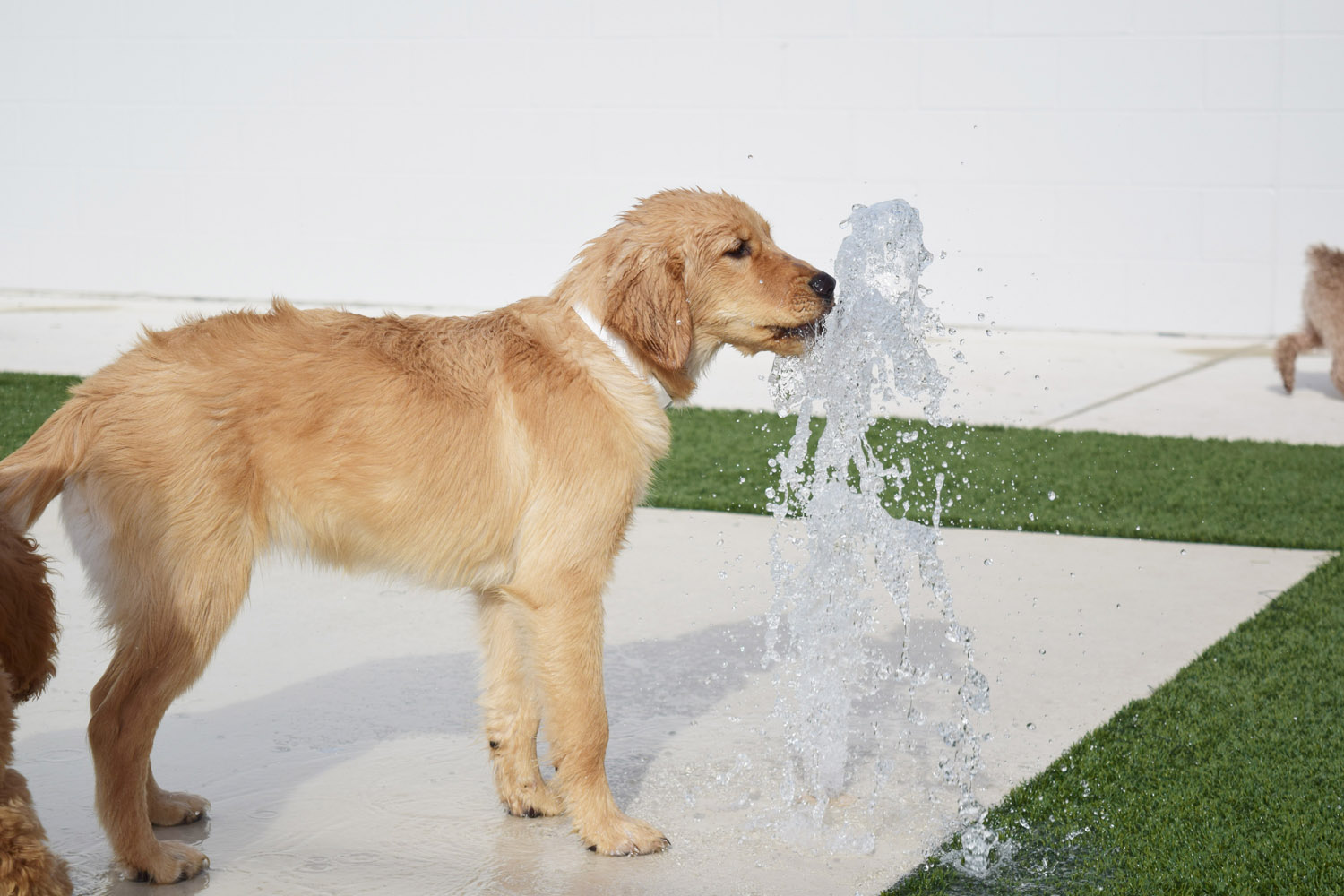 pet paradise bartram