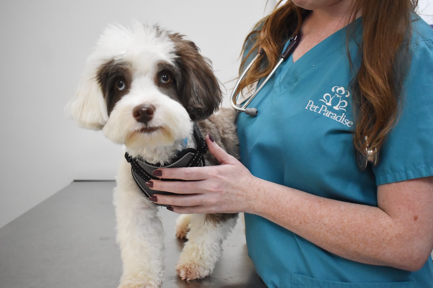 Bonita Springs Pet Boarding Pet Paradise