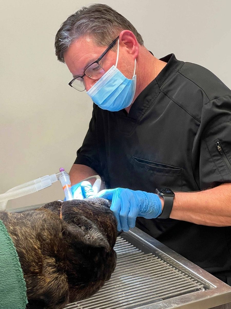Dr. Steven Capron performing dog dental surgery