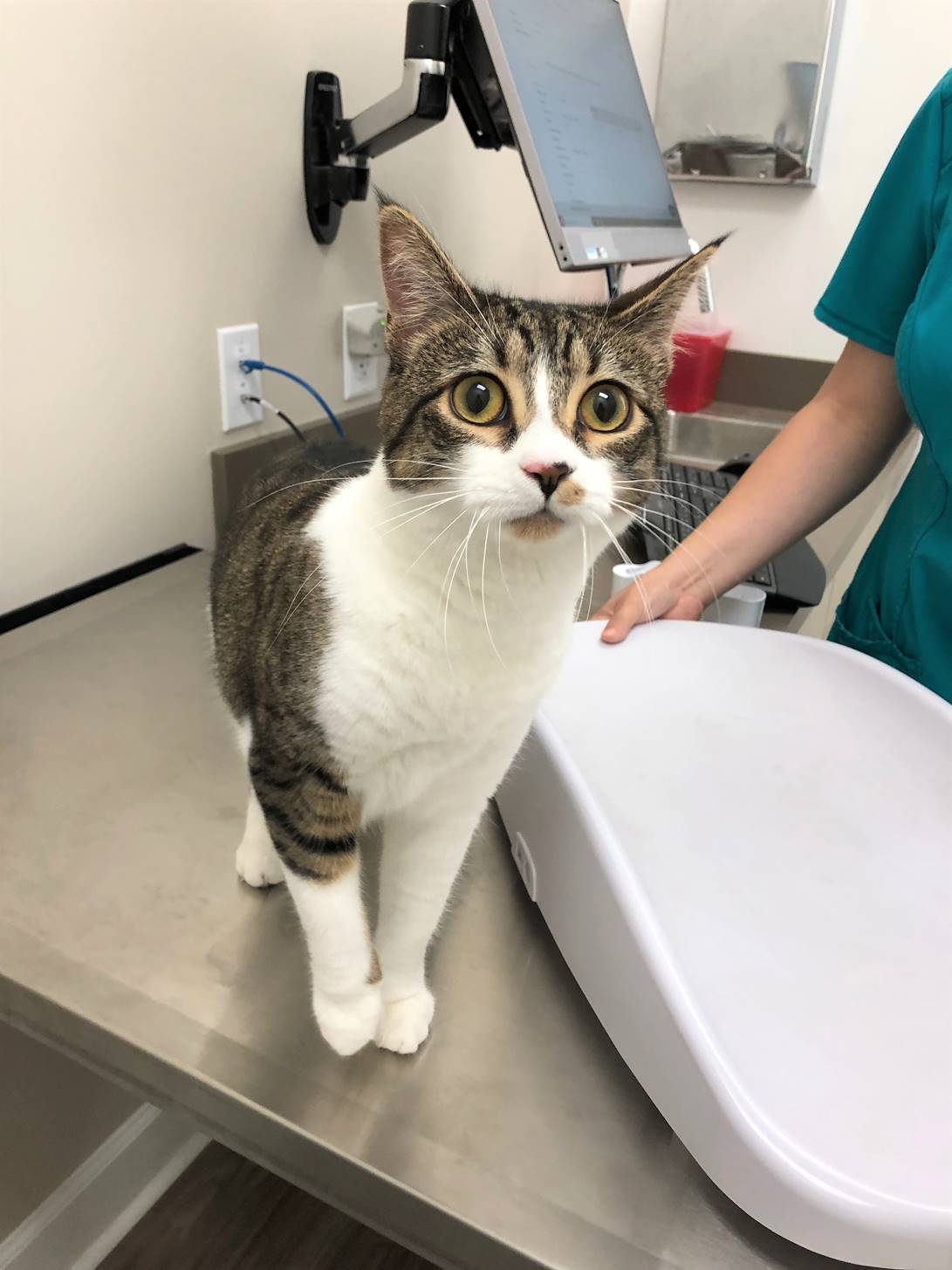 Jacksonville Veterinary Hospital at Pet Paradise