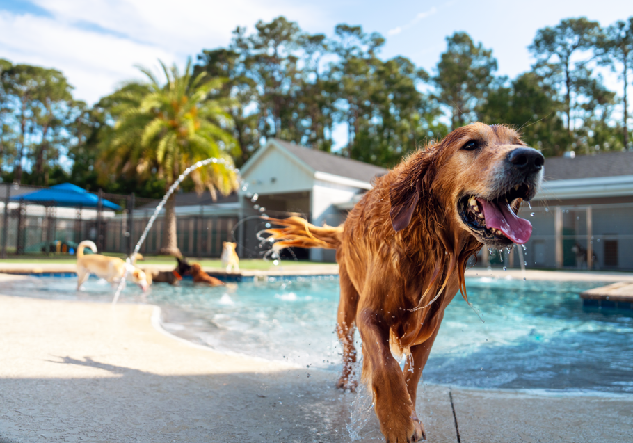 Dog playing by the pool