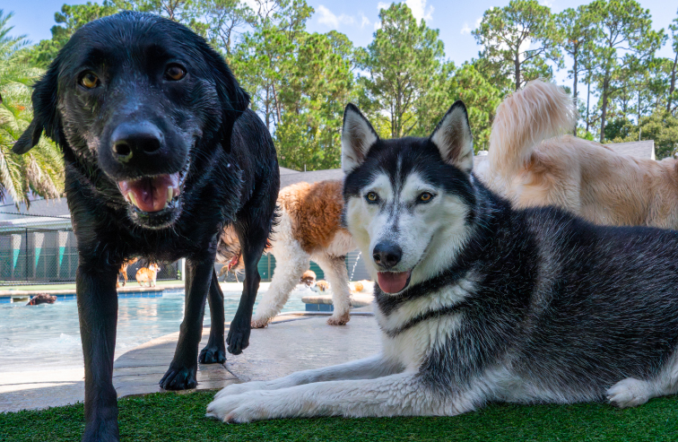 Two dog laying outside by the pool