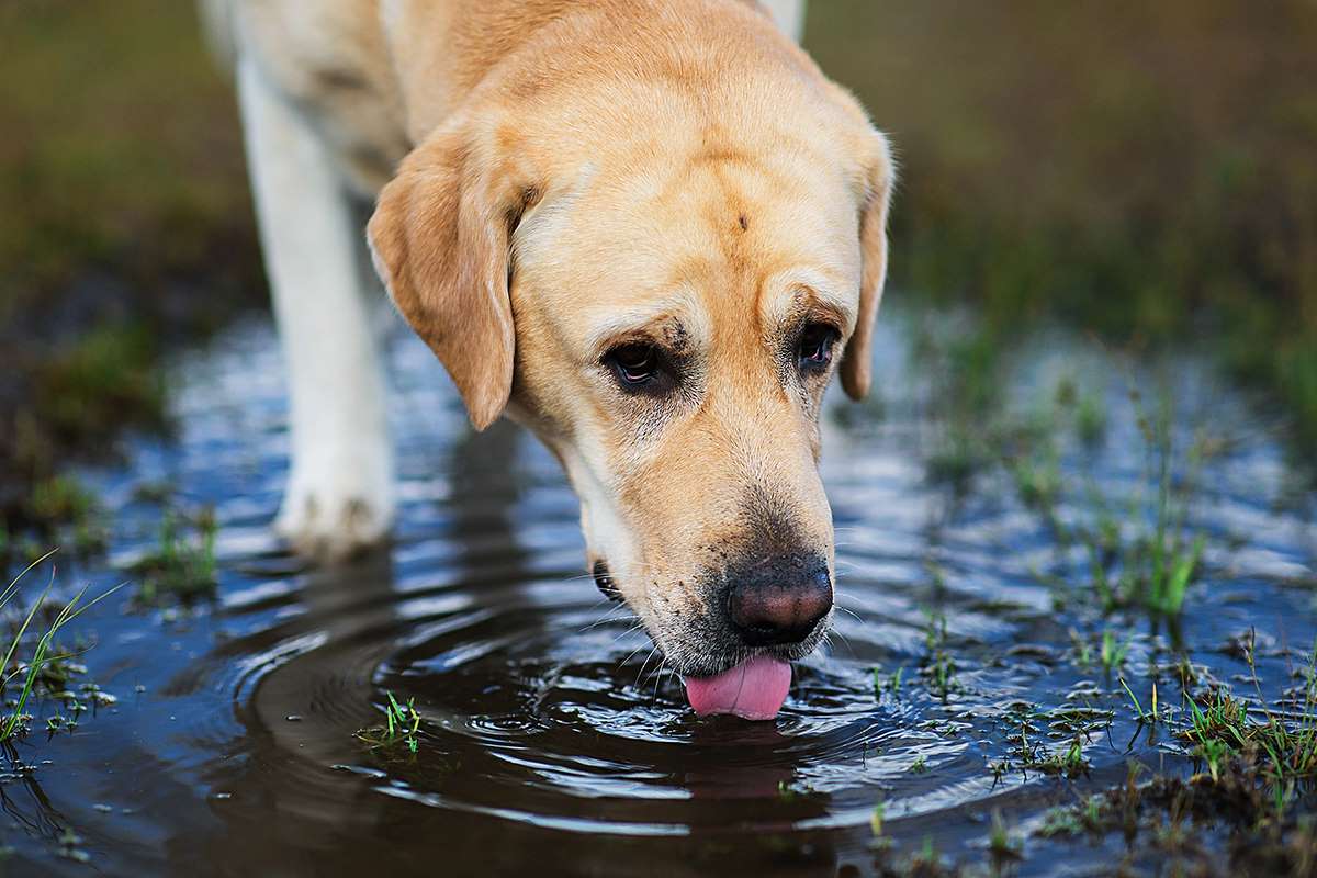Почему собаки опасны. Собака пьет из лужи. Собака пьет воду из лужи. Пресные собаки. Собака пьет из стоячего водоема.