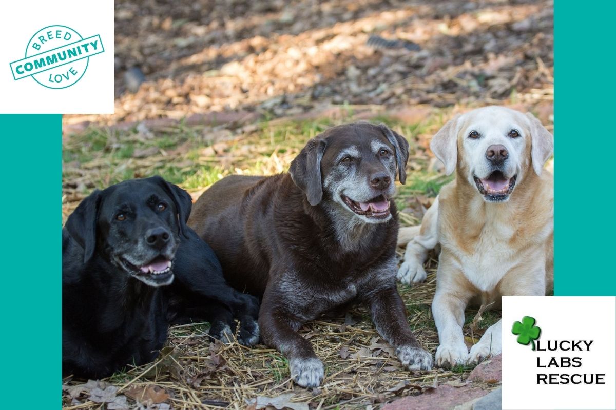 3 labs laying down from Lucky Labs Rescue