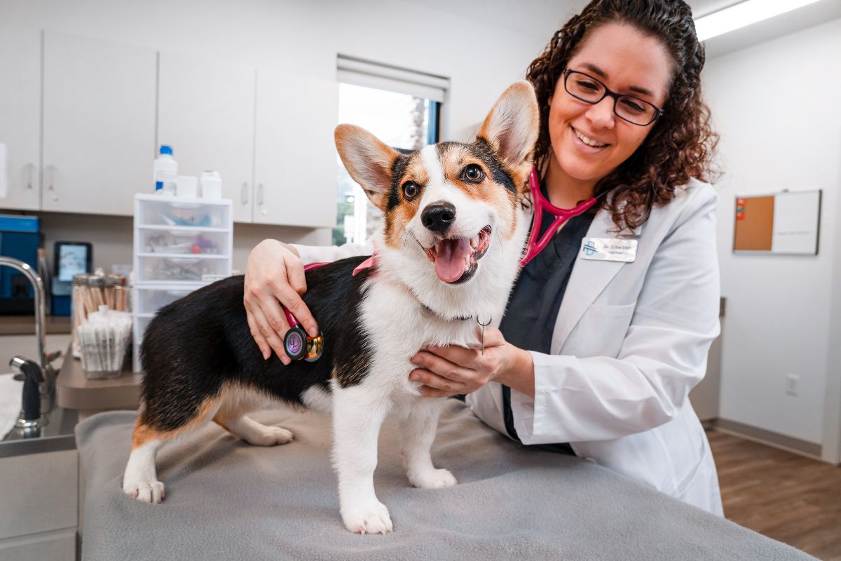 NewDay Veterinary Care