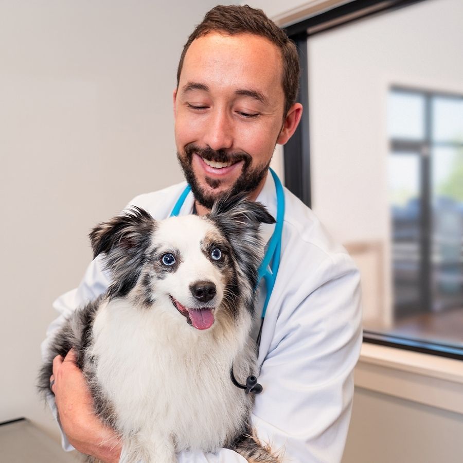 Gainesville Veterinary Clinic | Vaccines, Routine Exams, Surgeries,  Wellness Plans | NewDay Veterinary Care