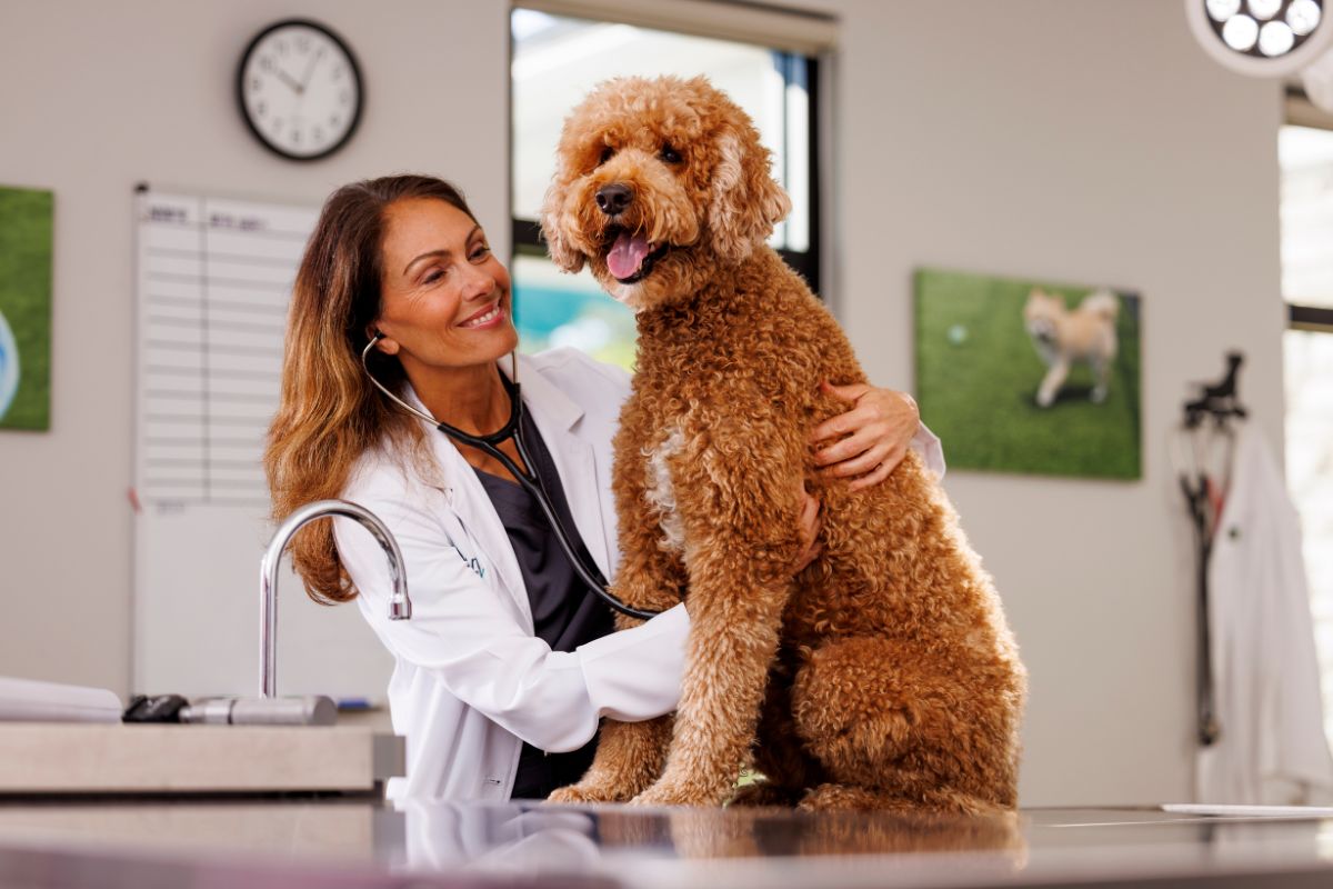 Veterinarian with a kitten