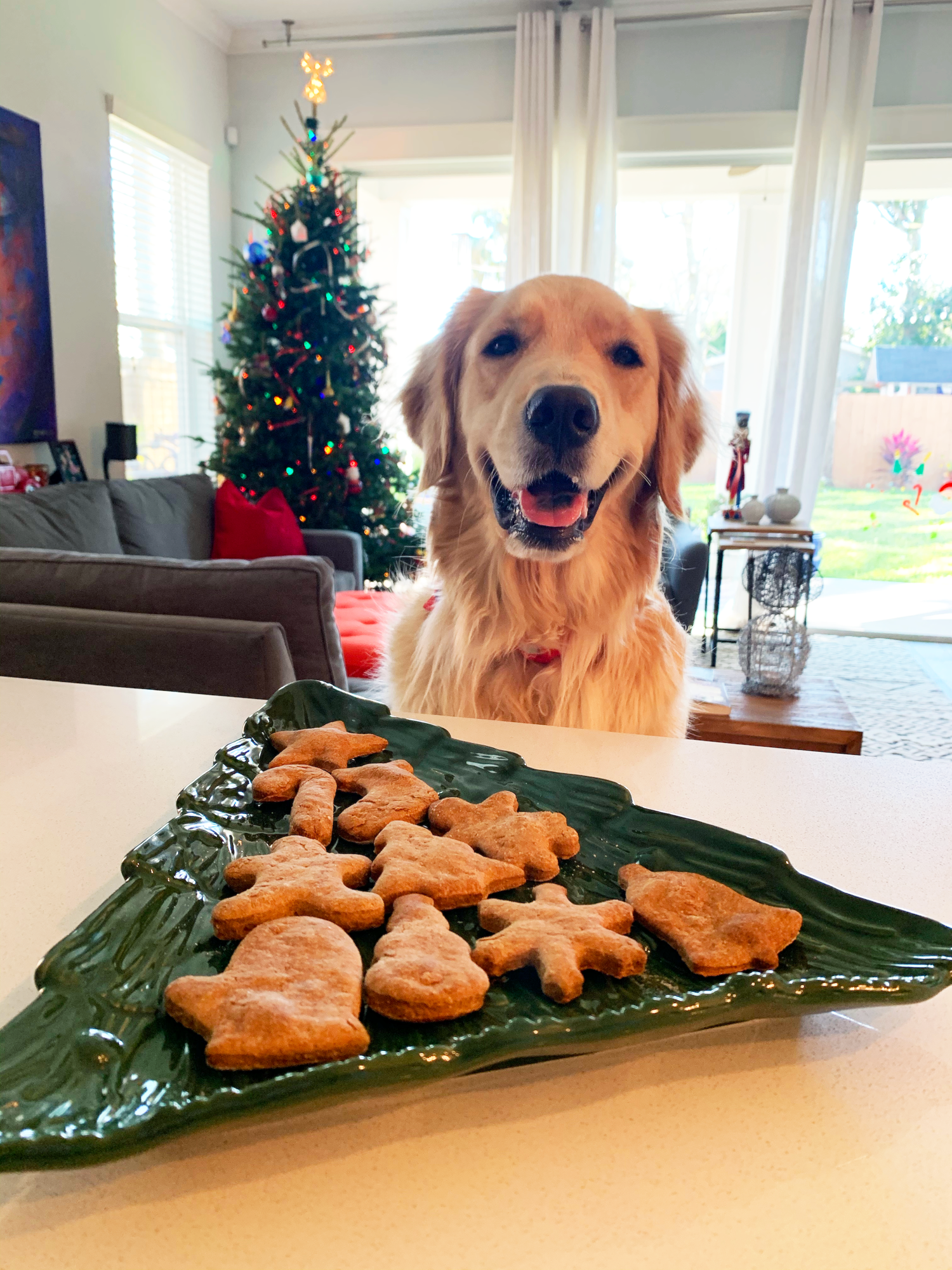 Dog with Christmas cookies