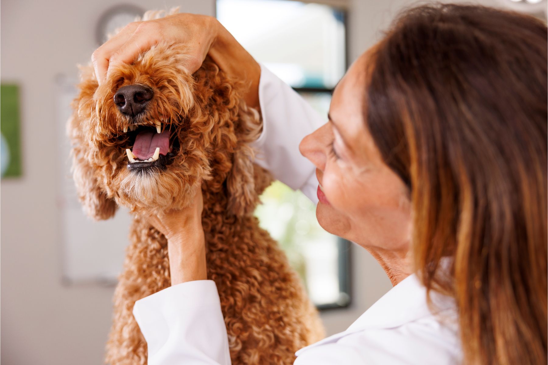 NewDay Veterinary  Care Pet Dental Care