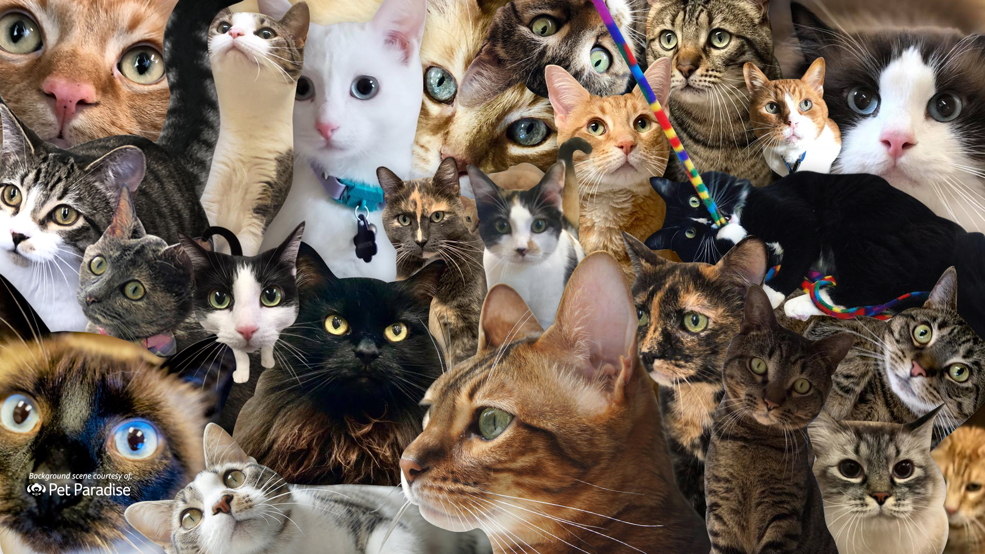 funny zoom backgrounds cats