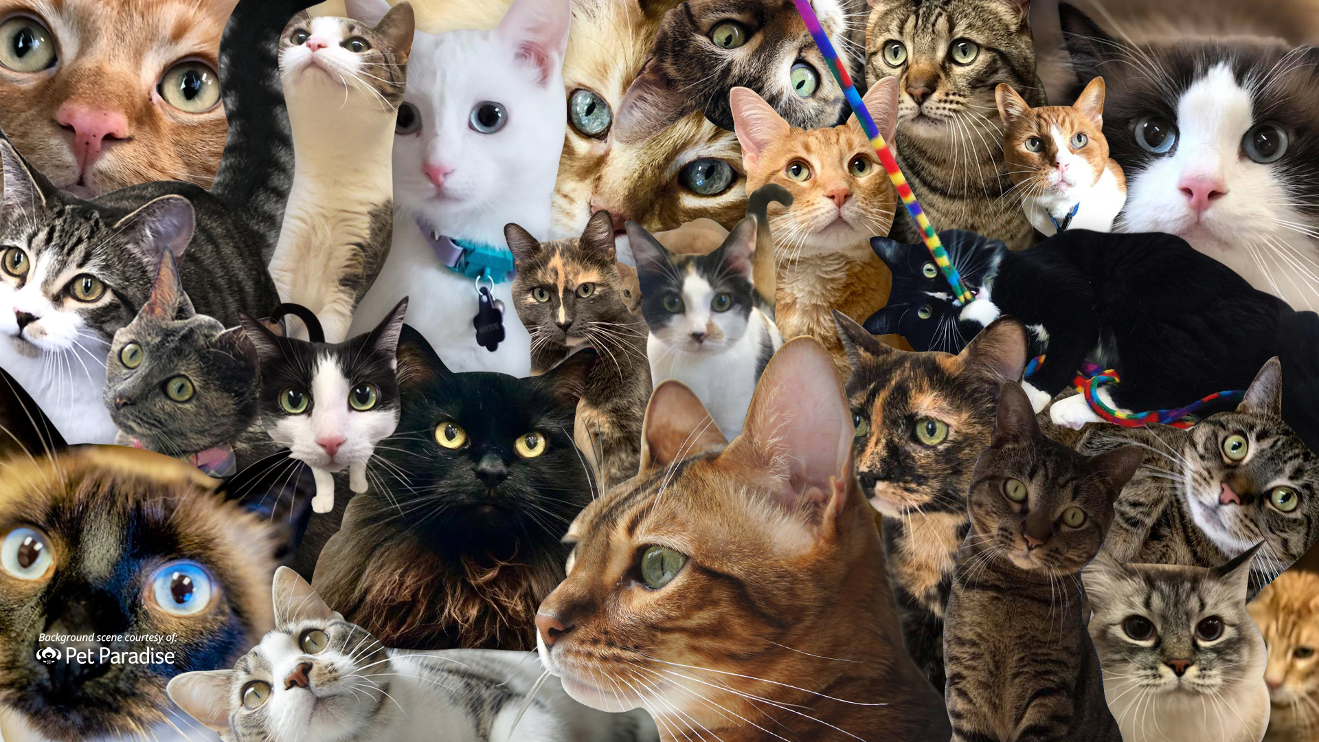 Cat Zoom Background