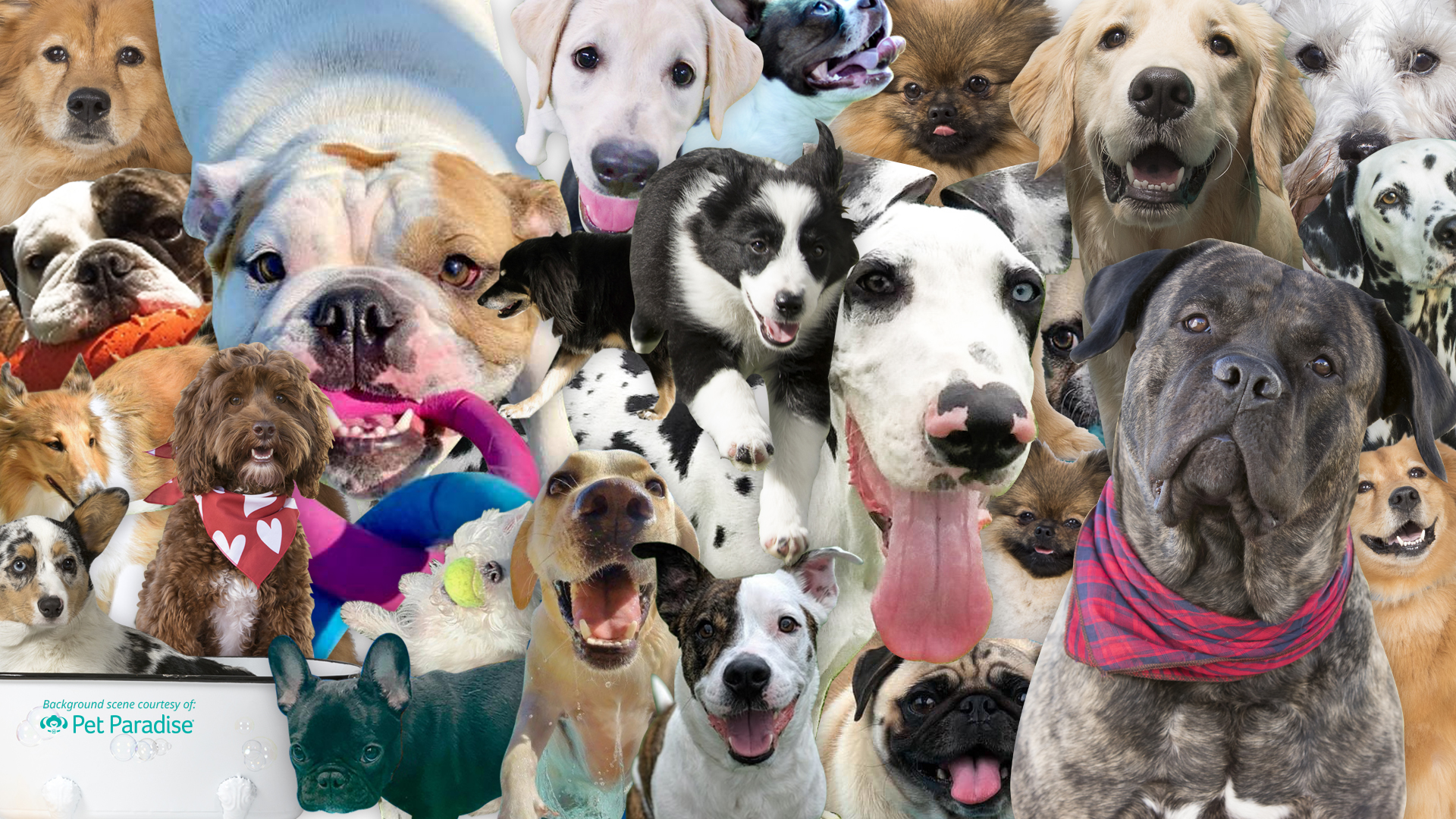 funny zoom backgrounds dogs