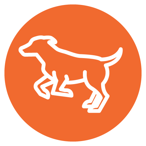 Pet Paradise Dog Training Physical