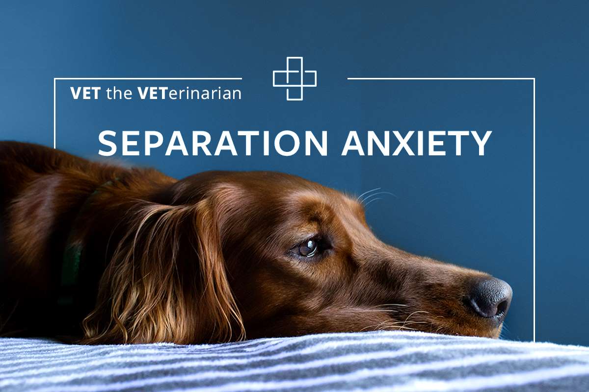 Toy Tips for Treating Separation Anxiety in Dogs