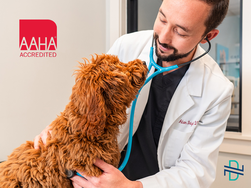 AAHA Acredited NewDay Veterinary Care