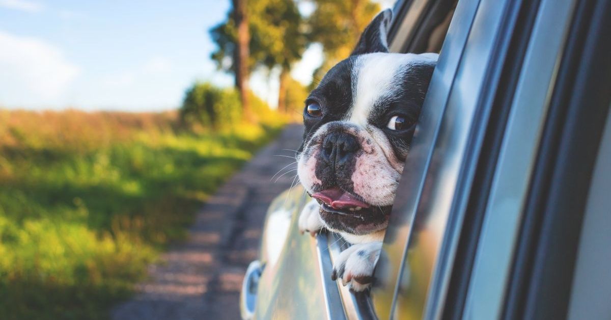 dog traveling in car