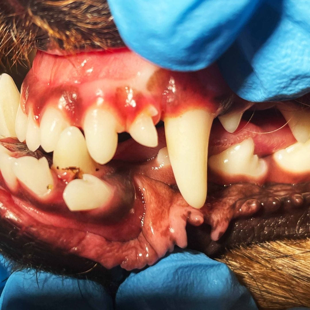 Dog with bad teeth during pet dental exam
