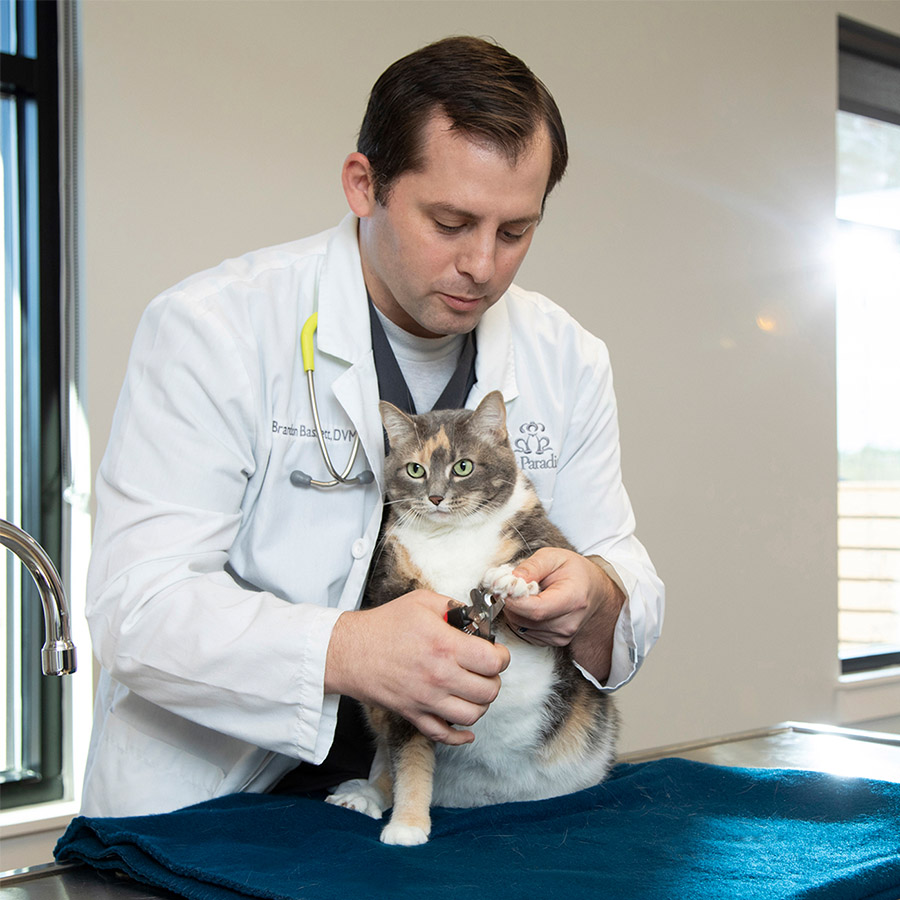 VeterinaryCare Cat NailTrim