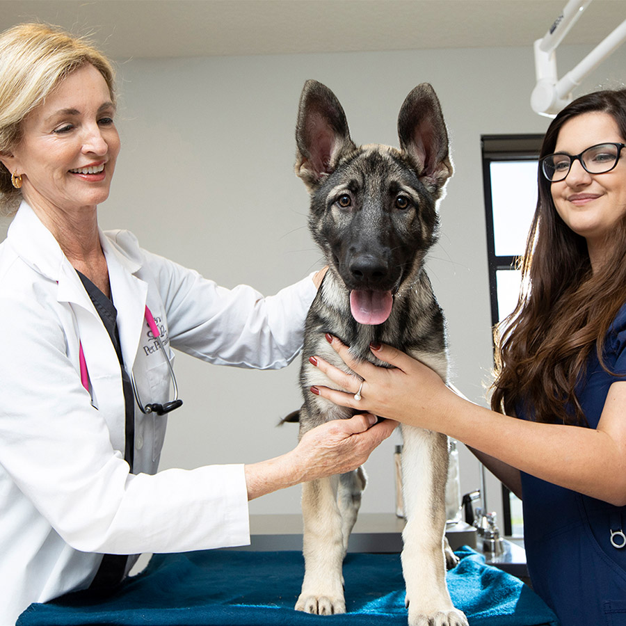 Winter Garden Veterinary Clinic Pet Paradise