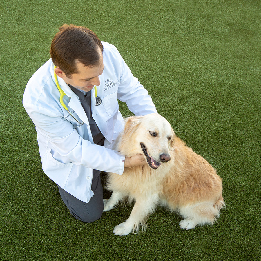 dogs land veterinary clinic