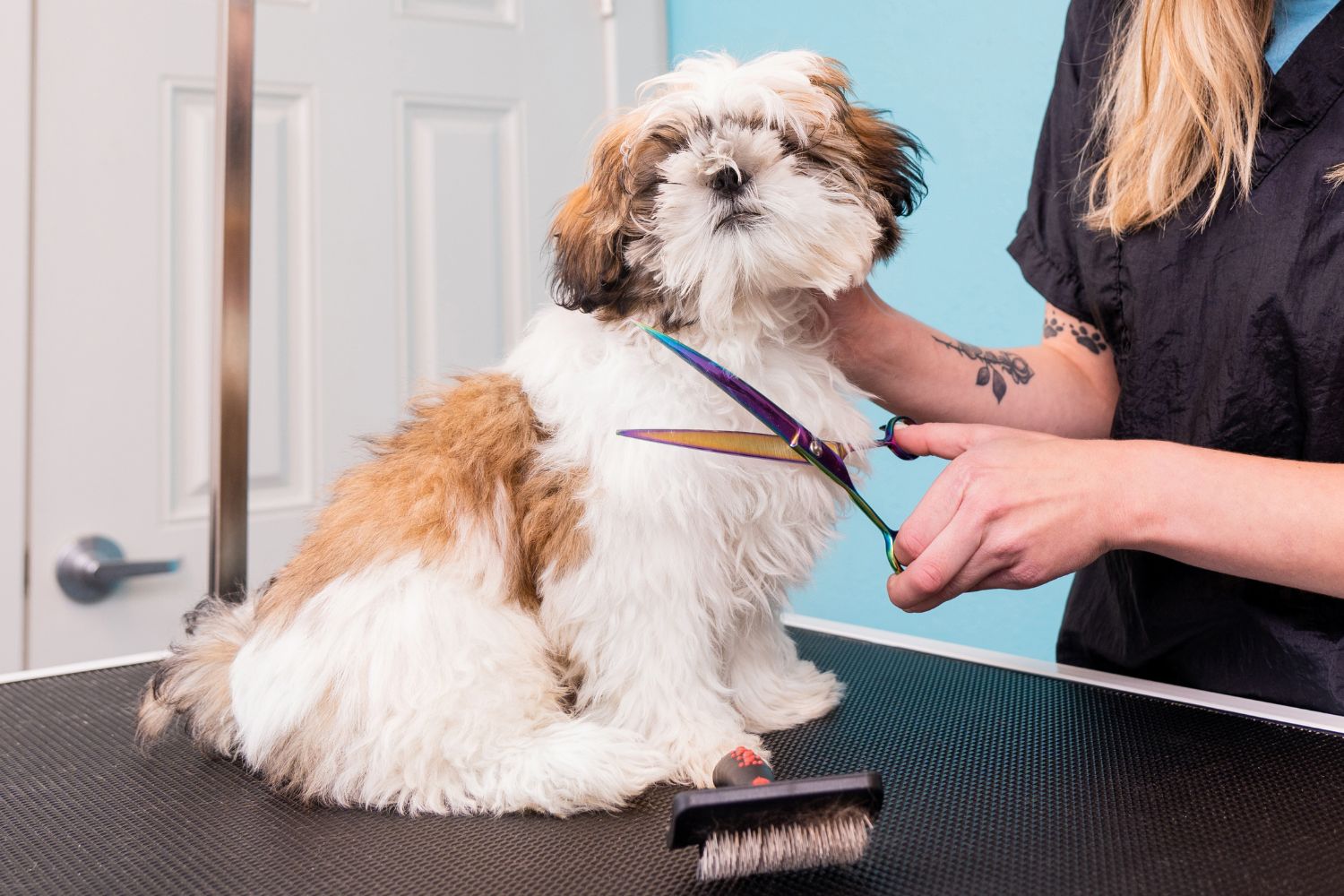 Pet Paradise Grooming